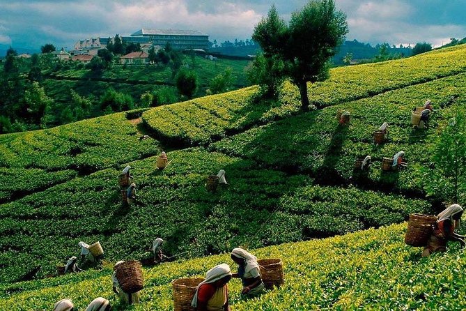 Inside the Imaduwa Tea Factory
