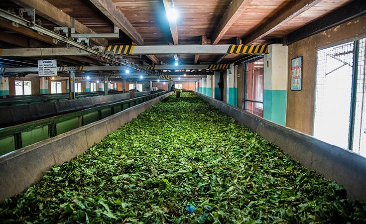Inside the factory — withering troughs