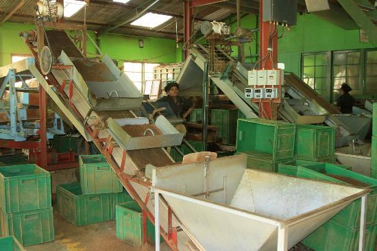 Tea processing and handling line
