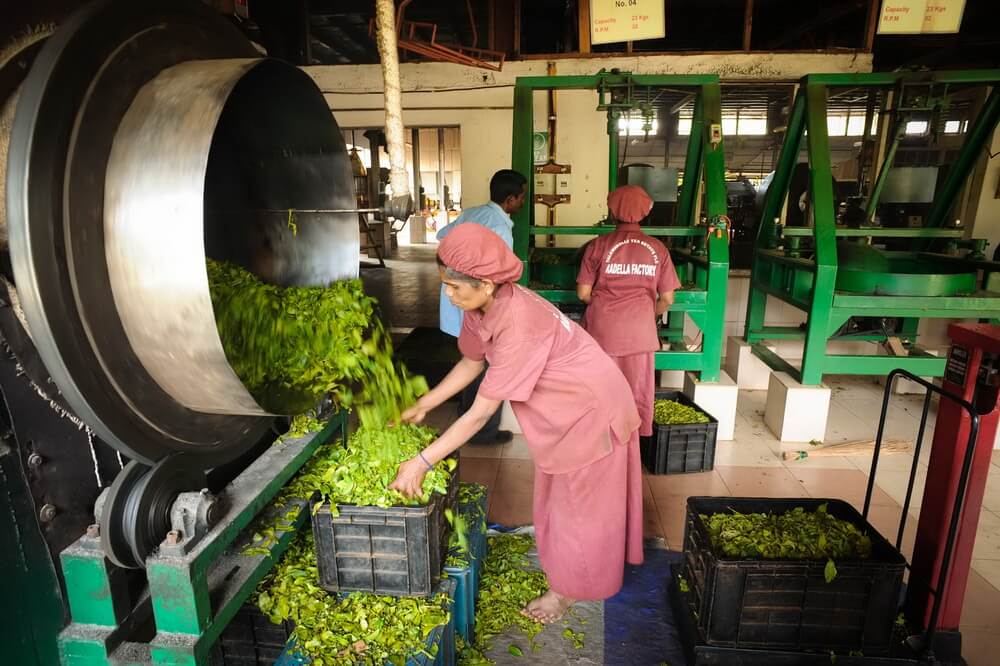 Weighing and portioning tea