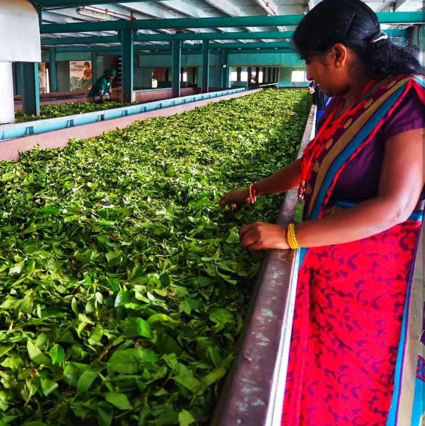 Bulk tea handling on the withering trough