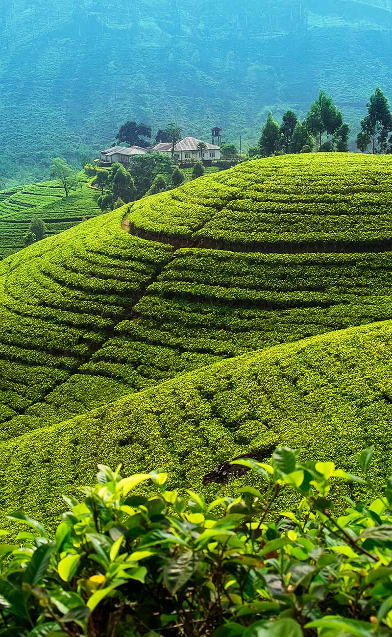 Tea estate hillside near Kombala, Imaduwa