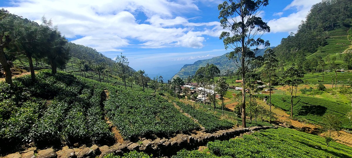 Panoramic view of the tea estate near the factory